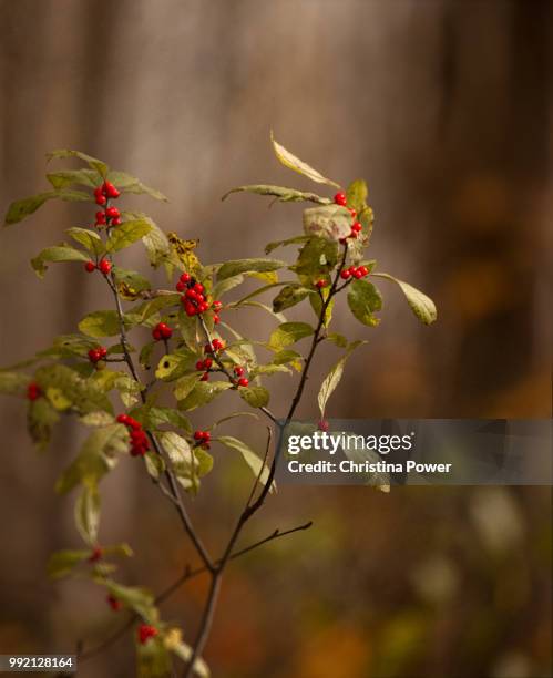 woodland berries - christina ramos - fotografias e filmes do acervo