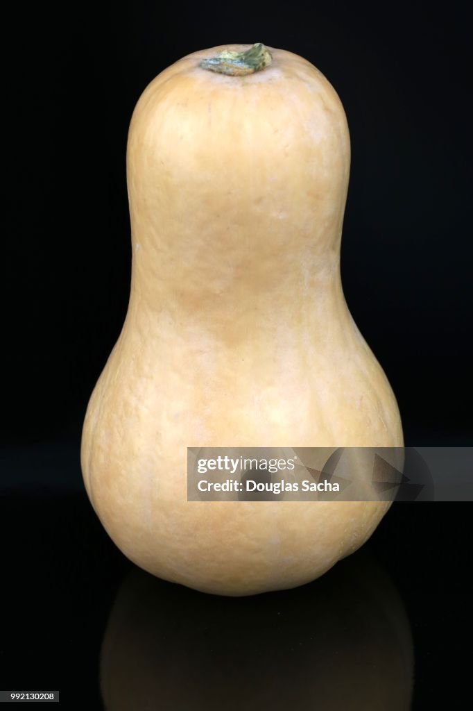 Acorn Butternut Squash on a black background (cucurbita pepo var turbinata)