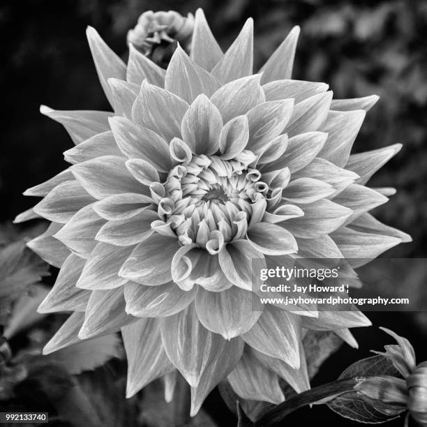 monocrome bloom - www photo com stock pictures, royalty-free photos & images