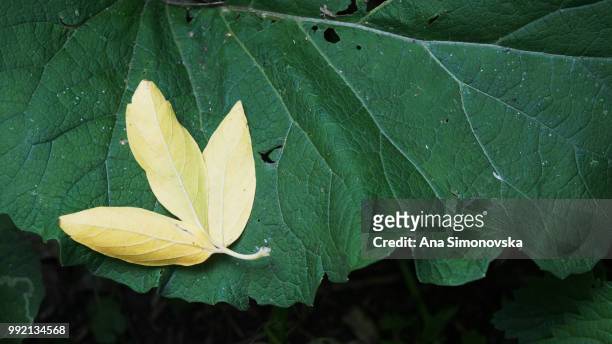 yellow on green - luna moth stock pictures, royalty-free photos & images