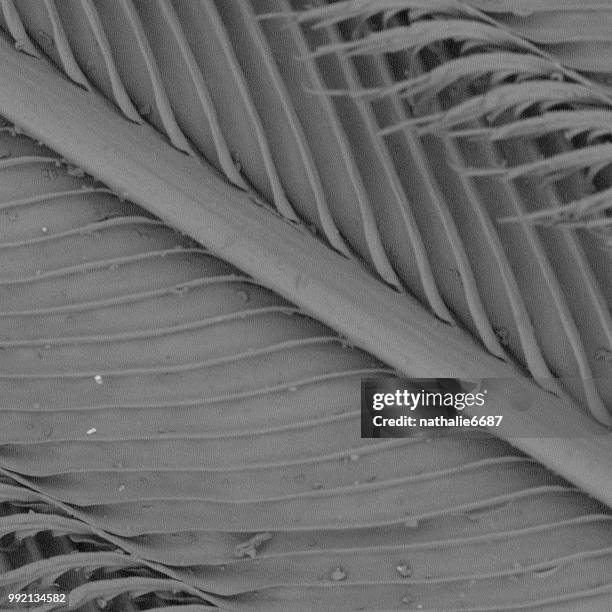 Microscope Birds View 48 Bird Feather Microscope Stock Photos, High-Res Pictures, and Images ...