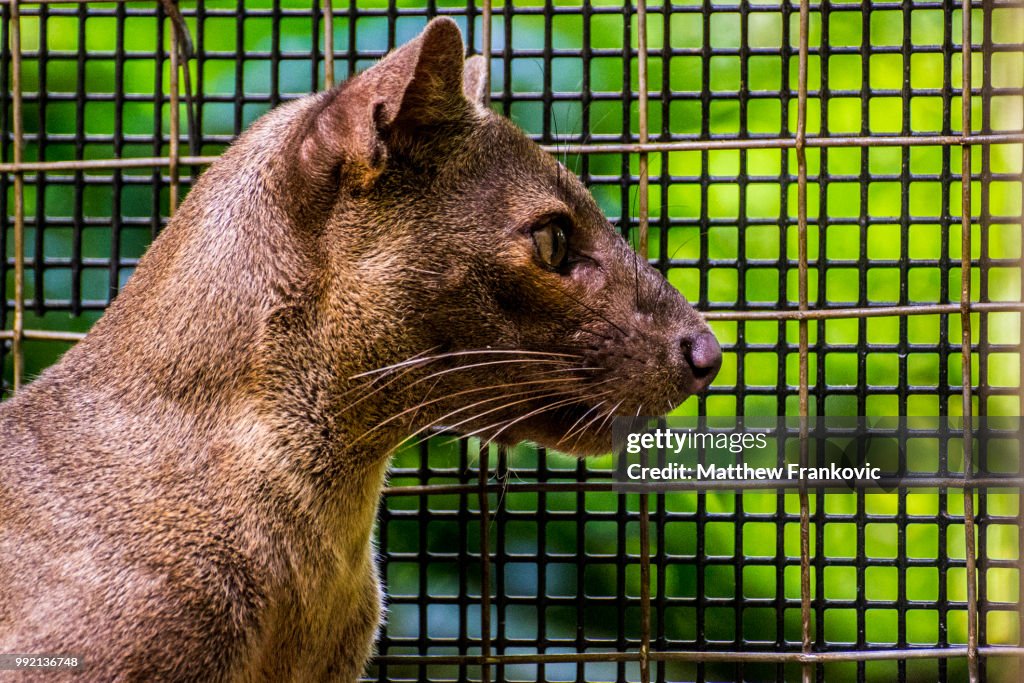 Madagascar Fossa