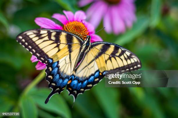 img_9630.jpg - eastern tiger swallowtail stock pictures, royalty-free photos & images