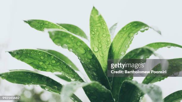 evergreen song - bartholomew stock pictures, royalty-free photos & images