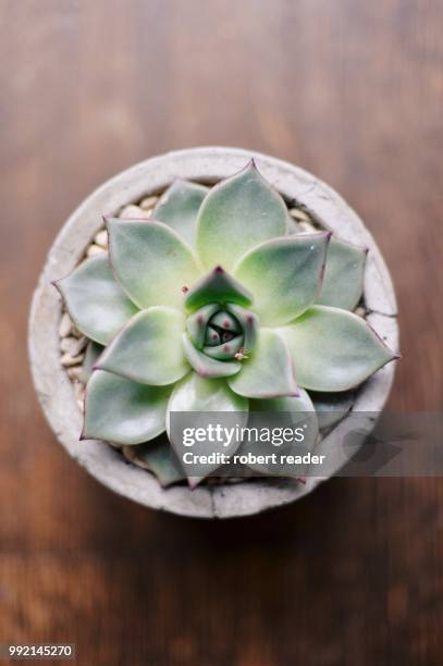 succulent plant in concrete pot - pot plant stock pictures, royalty-free photos & images