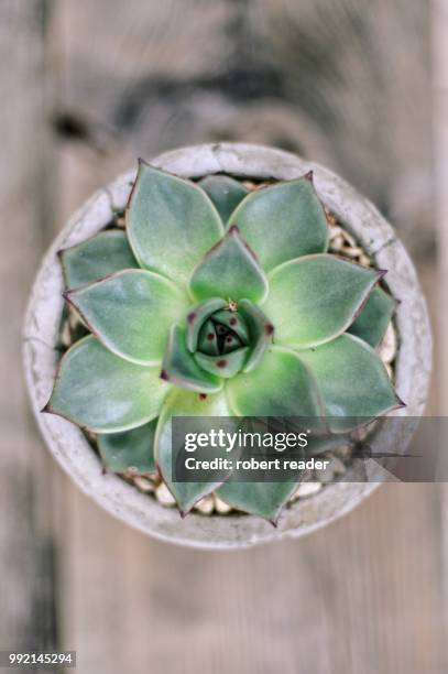 succulent plant in concrete pot - pot plant stock pictures, royalty-free photos & images