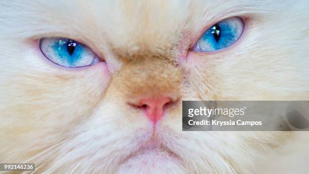 grumpy himalayan cat, close up - grimm stock-fotos und bilder