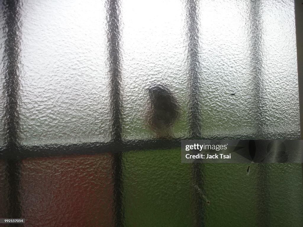 The bird !