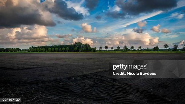 farmers field - nicola tree imagens e fotografias de stock