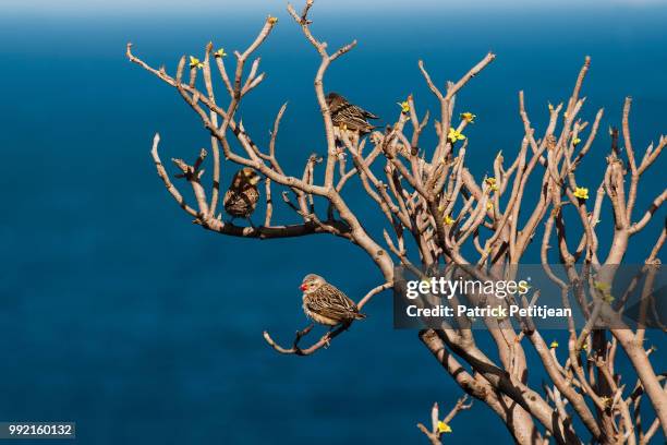 red-billed queleas - red billed queleas stock pictures, royalty-free photos & images