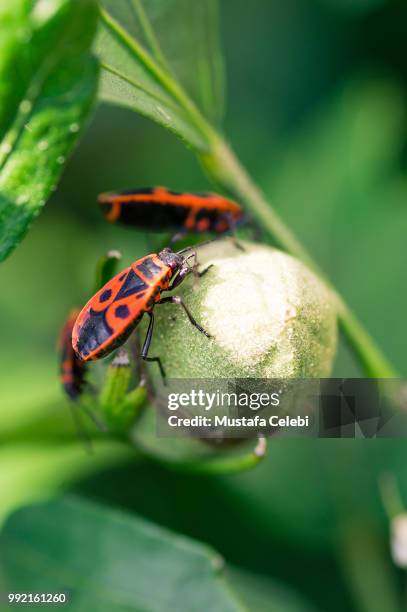 Firebrands Insect 176 Firebug Insect Stock Photos, High-Res Pictures, and Images - Getty ...