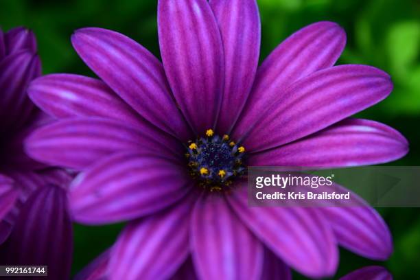 osteospermum - brailsford stock pictures, royalty-free photos & images