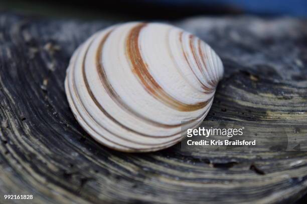 shells - brailsford stock pictures, royalty-free photos & images