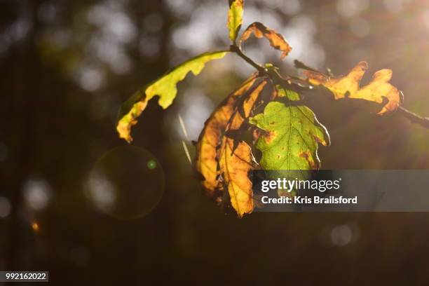 autumn light - brailsford imagens e fotografias de stock