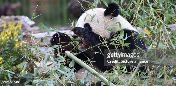 Male Panda bear Jiao Qing eats fresh bambus in his enclosure at the zoo in Berlin, Germany, 24 November 2017. Photo: Paul Zinken/dpa