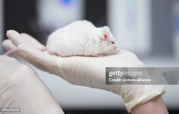 Research assistant holds a mouse in her hand in the laboratory of the Central Institute for Animal Experiments of the Medical Faculty of the...