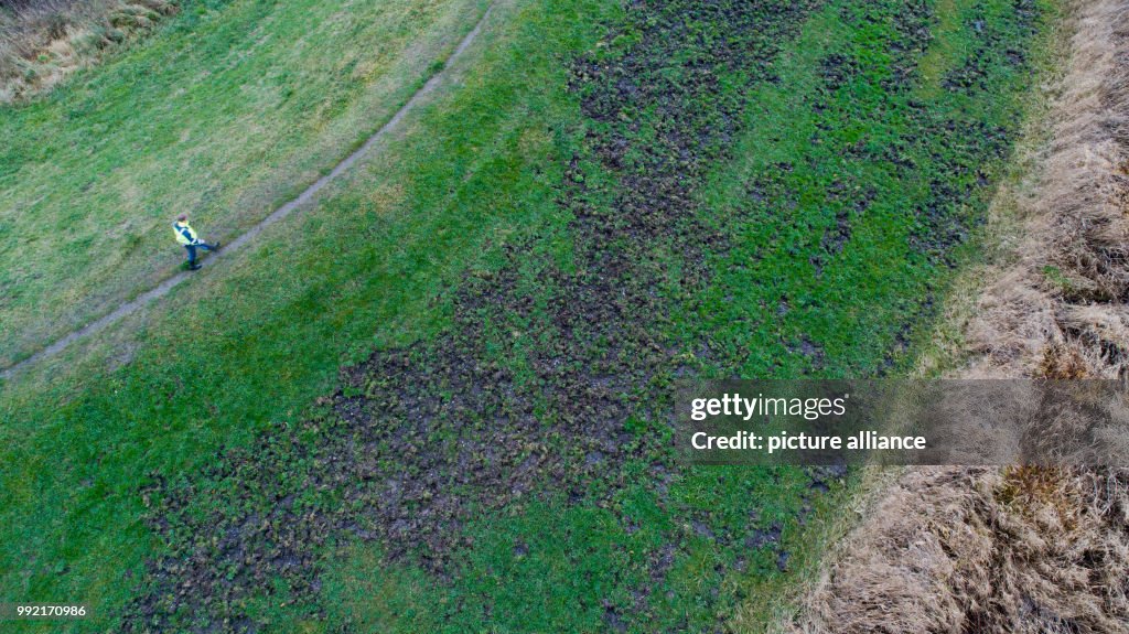 Dike damaged by wild boars