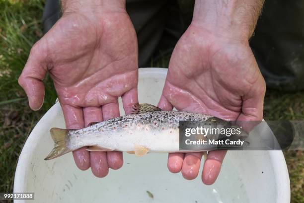 Young brown trout is pictured as staff from the Environment Agency attempt to rescue trapped fish from small ponds and pools along the dried up river...