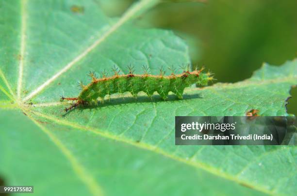 green spikes ! - luna moth stock pictures, royalty-free photos & images