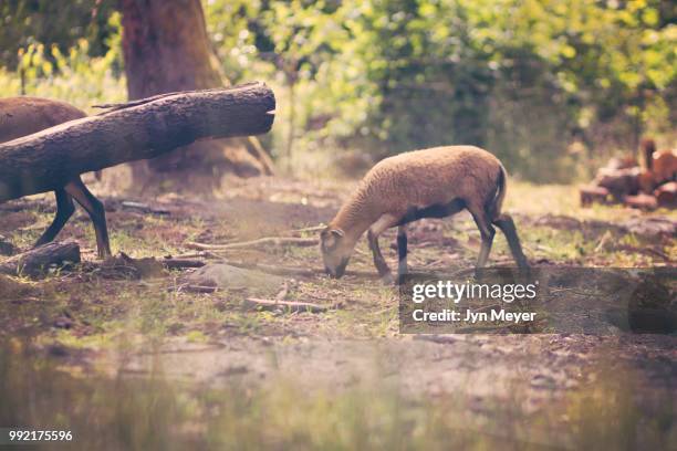 country living - bush dog stock pictures, royalty-free photos & images