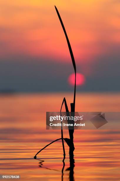 Irene Reed Photos and Premium High Res Pictures - Getty Images