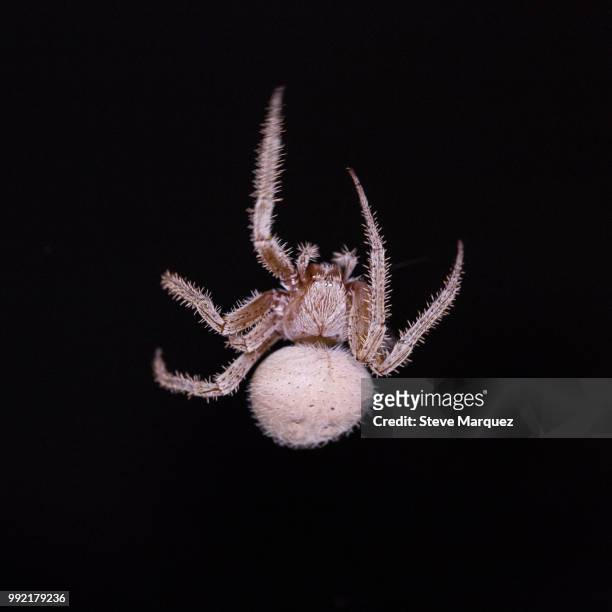 spotted orb weaver spider - orb weaver spider stock pictures, royalty-free photos & images