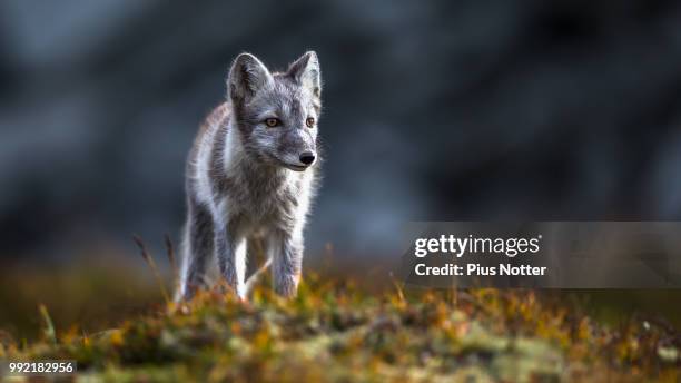 young polarfox - arctic fox stock pictures, royalty-free photos & images