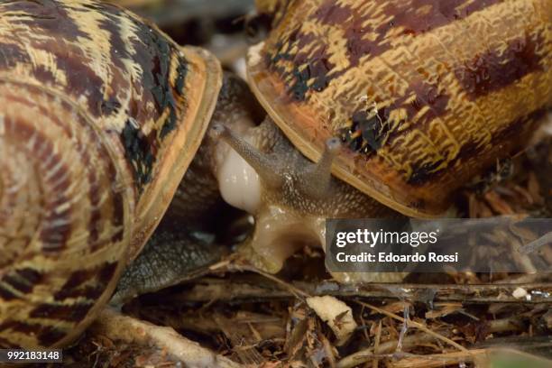 snail's love - garden snail stock pictures, royalty-free photos & images