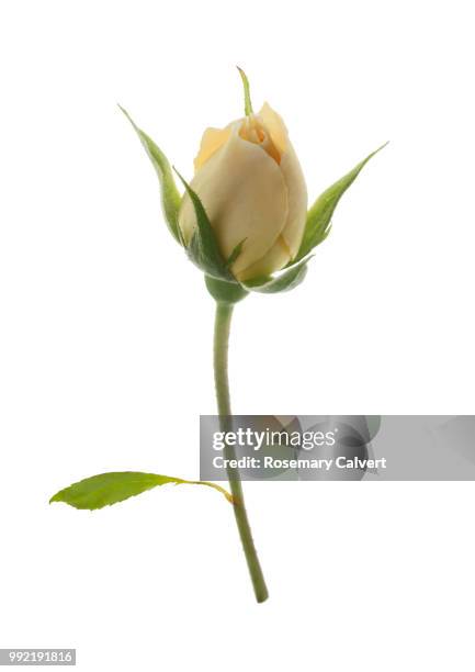 fragrant cream rose bud and leaf on white. - haslemere stock-fotos und bilder