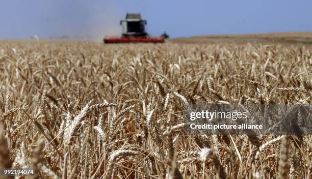 July 2018, Germany, Leitzkau: A combine harvester harvesting winter wheat on a 40 hectare field. The persistent warm, dry weather has made the grain...