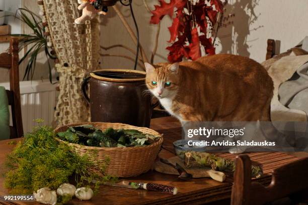 eingelegte gurken mit kater,zutaten auf dem tisch. - kater 個照片及圖片檔