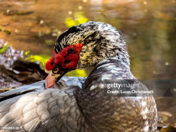 birds - muscovy duck stock pictures, royalty-free photos & images