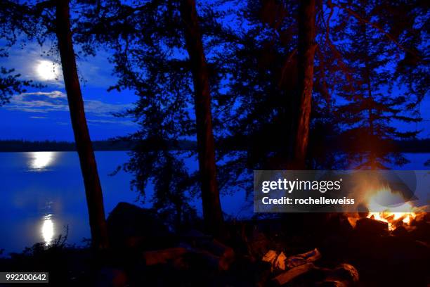 special night in woodland caribou - woodland caribou stock pictures, royalty-free photos & images