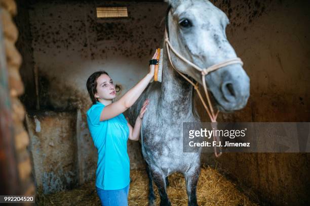 young woman brushing a horse inside the stable - paardachtigen stockfoto's en -beelden