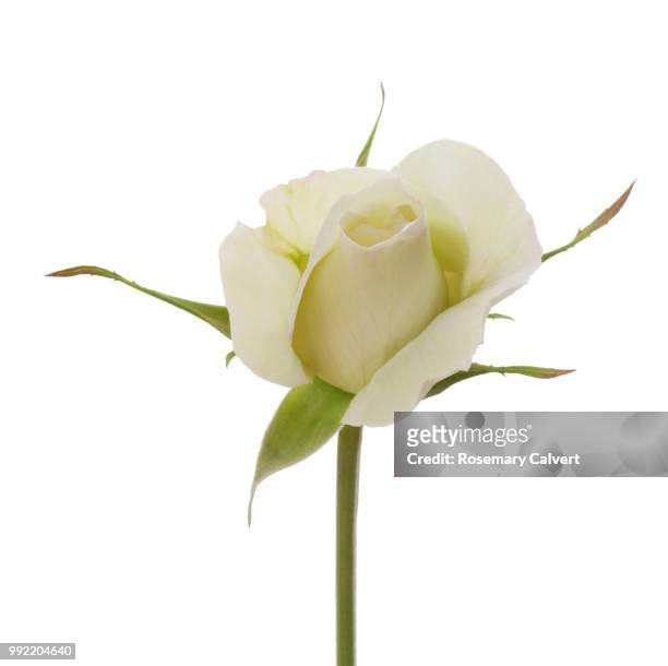 fragrant white rose bud in white square. - suprasensorial - fotografias e filmes do acervo