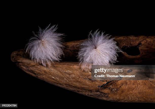 298 Ghost Insects Stock Photos, High-Res Pictures, and Images - Getty ...