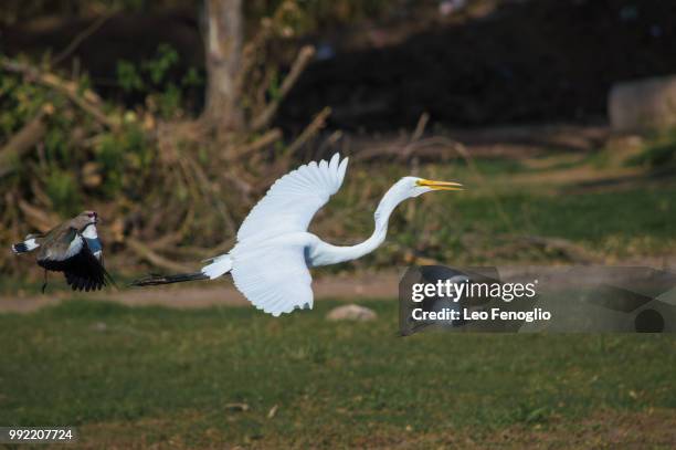 the dance at low altitude (white heron) - south america dance stockfoto's en -beelden