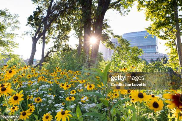 recreation path with black-eyed susan flowers and university cityin background - schuylkill river photos et images de collection