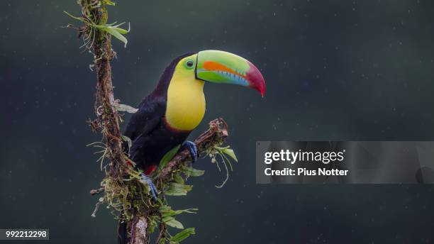 toucan in the rain - keel billed toucan stock pictures, royalty-free photos & images