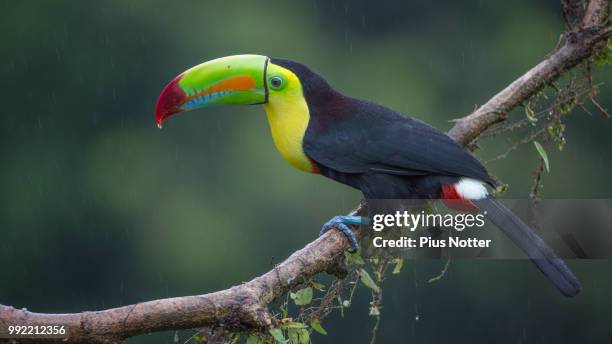 toucan in the rain - keel billed toucan stock pictures, royalty-free photos & images