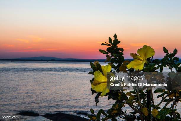 hibiscus au coucher de soleil.jpg - coucher de soleil fotografías e imágenes de stock