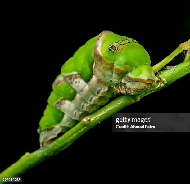 caterpillar. - grasshopper nymph stock pictures, royalty-free photos & images