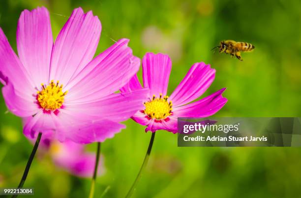 flower seeking missile - jarvis summers stock pictures, royalty-free photos & images
