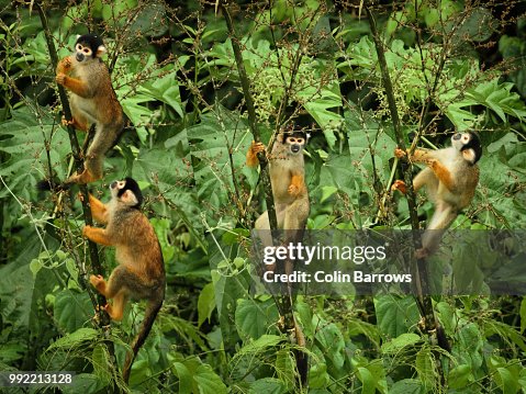 Monkey Triptych Monkey Triptych