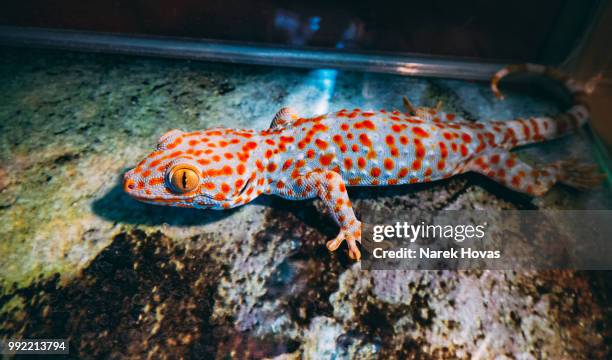 gekko gecko - squamata - fotografias e filmes do acervo