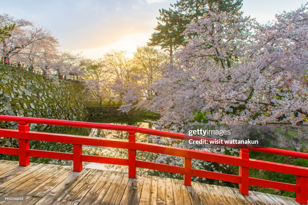 Sakura and Red Bridge in hirosaki japan