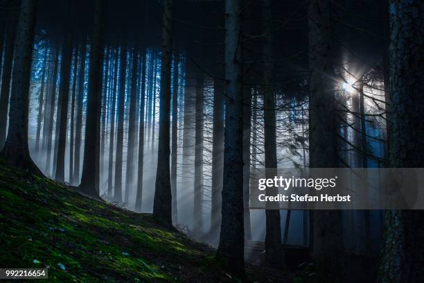 beams in the woods - herbst - fotografias e filmes do acervo