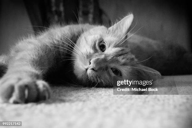 Chillin High-Res Stock Photo