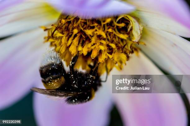 hummel - hummel stock pictures, royalty-free photos & images