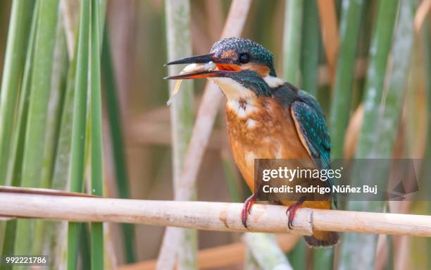 desayuno entre carrizos (alcedo atthis) - desayuno stock pictures, royalty-free photos & images